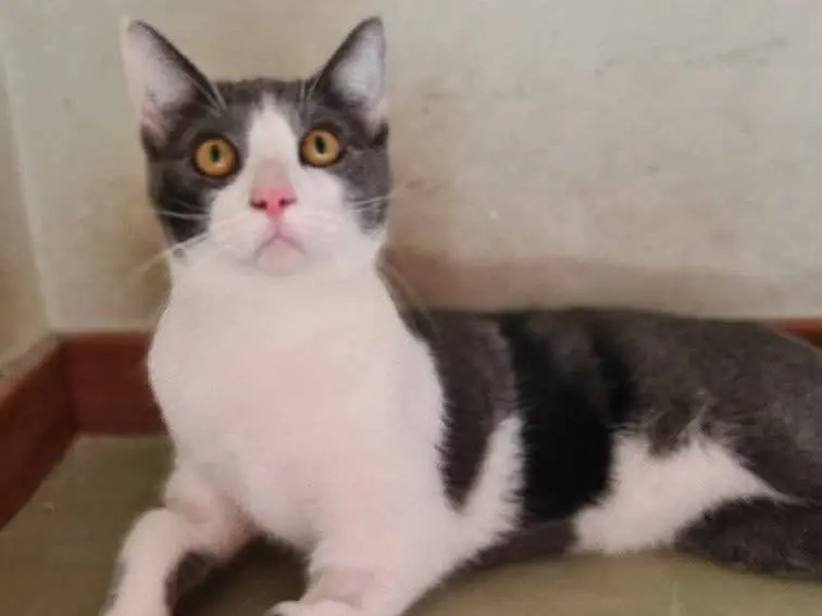 Adotta un gatto, maschio, 2 anni e 6 mesi, Bari