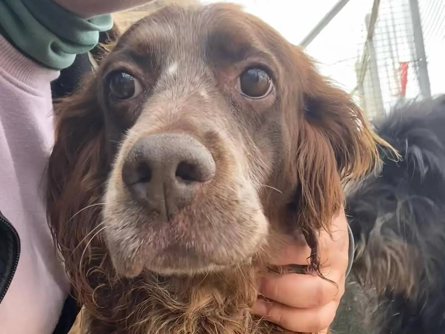 Adotta un cane, femmina, 11 anni e 8 mesi, Latina