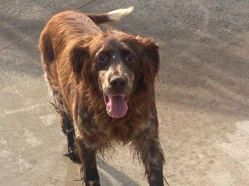 Adotta un cane, taglia media, femmina, Latina