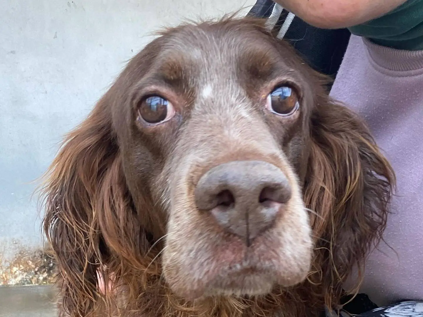 Adozione cane, femmina, Setter Inglese Razza sconosciuta, 11 anni e 8 mesi, taglia media, Latina
