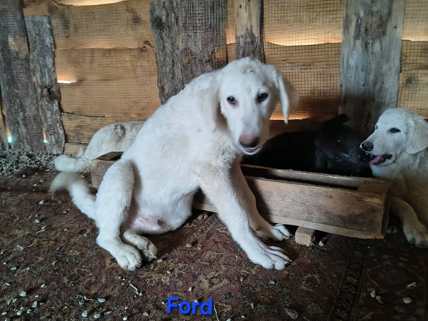Adotta un cane, maschio, 1 anno e 3 mesi, Crotone