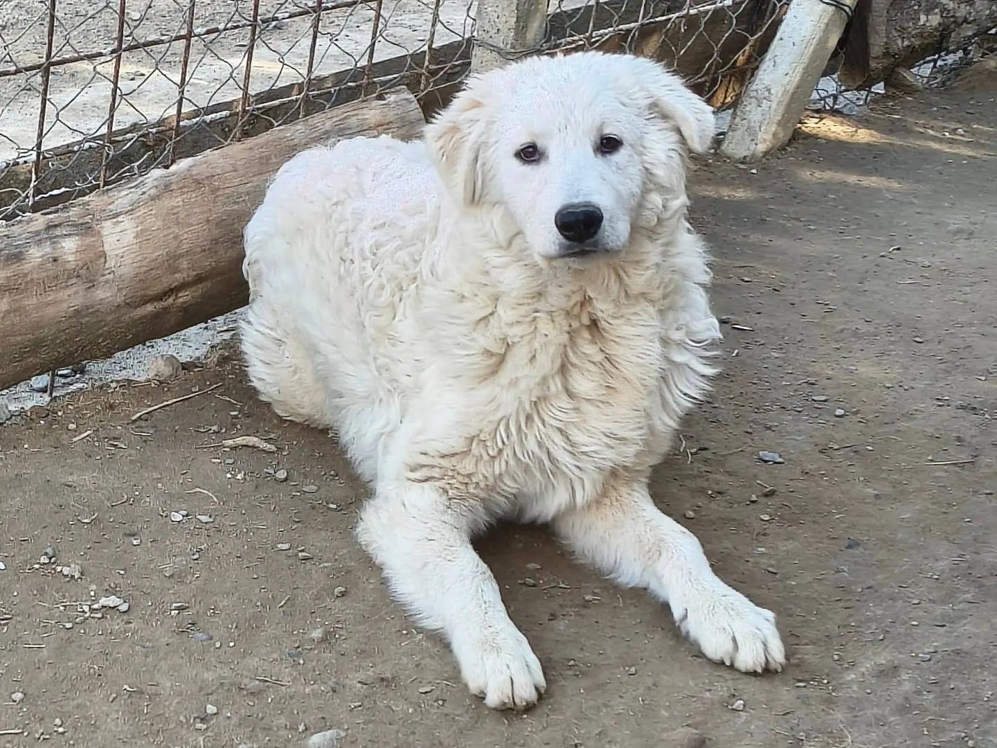 Adozione cane, maschio, Razza sconosciuta Razza sconosciuta, 1 anno e 3 mesi, taglia grande, Crotone