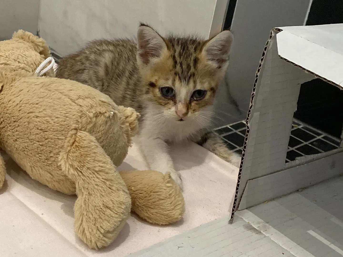 Adozione gatto, maschio, Razza sconosciuta Razza sconosciuta, 2 mesi, taglia non valida, Torino