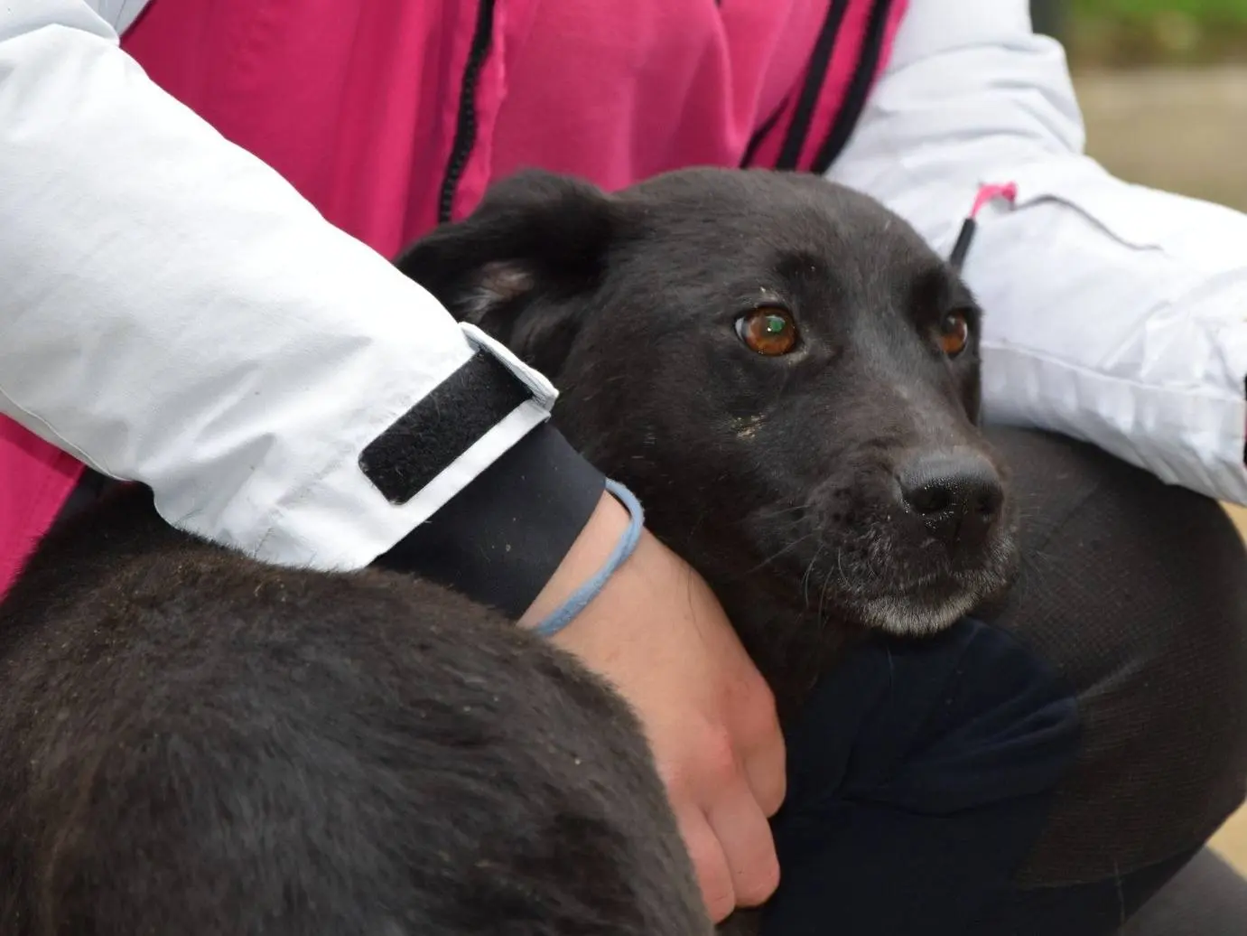 Adozione cane, femmina, Razza sconosciuta Razza sconosciuta, 6 anni e 6 mesi, taglia media contenuta, Chieti