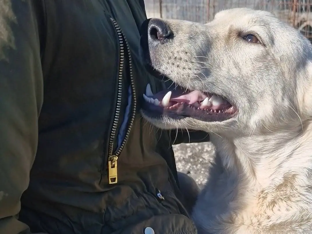 Adotta un cane, taglia media, maschio, Palermo