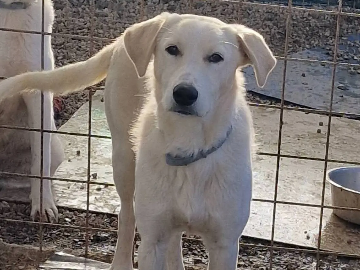 Adotta un cane, maschio, 1 anno e 5 mesi, Palermo
