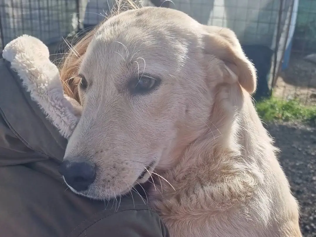 Vuoi adottare un cane a Palermo?