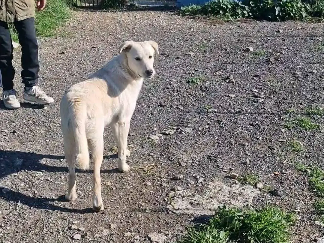 Adotta il cane TOMMY a Palermo