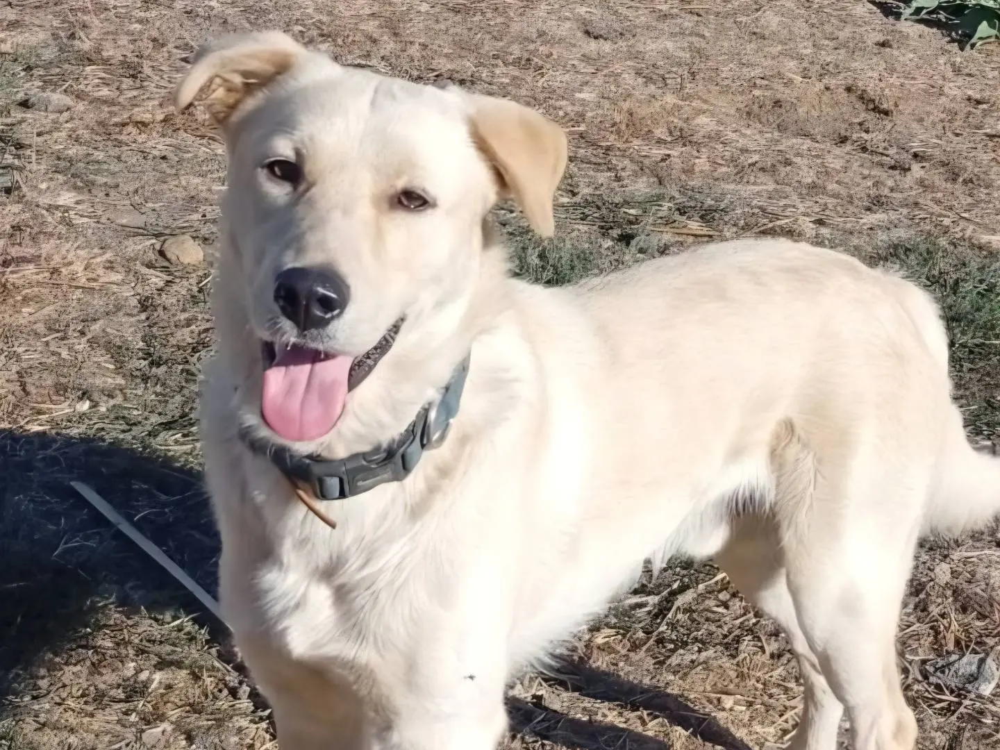 Adozione cane, maschio, Razza sconosciuta Razza sconosciuta, 1 anno e 5 mesi, taglia media, Palermo