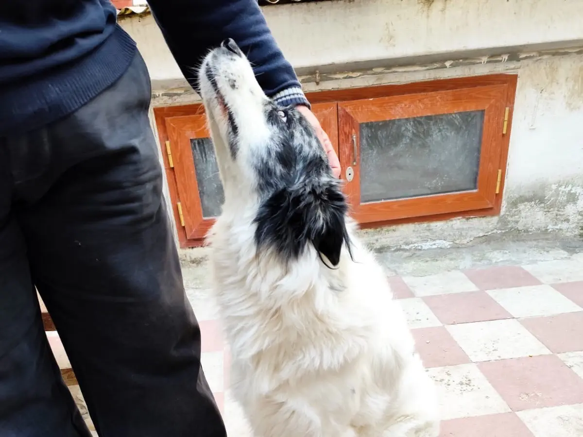 Vuoi adottare un cane a Bari?