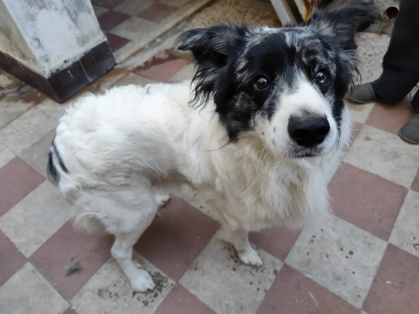 Adozione cane, maschio, Razza sconosciuta Razza sconosciuta, 3 anni, taglia media, Bari