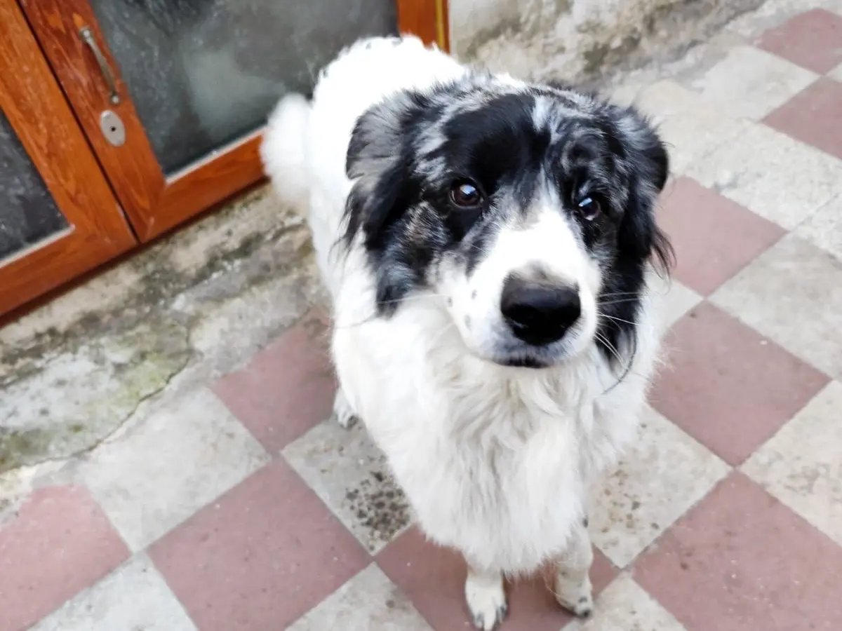 Adotta un cane, taglia media, maschio, Bari