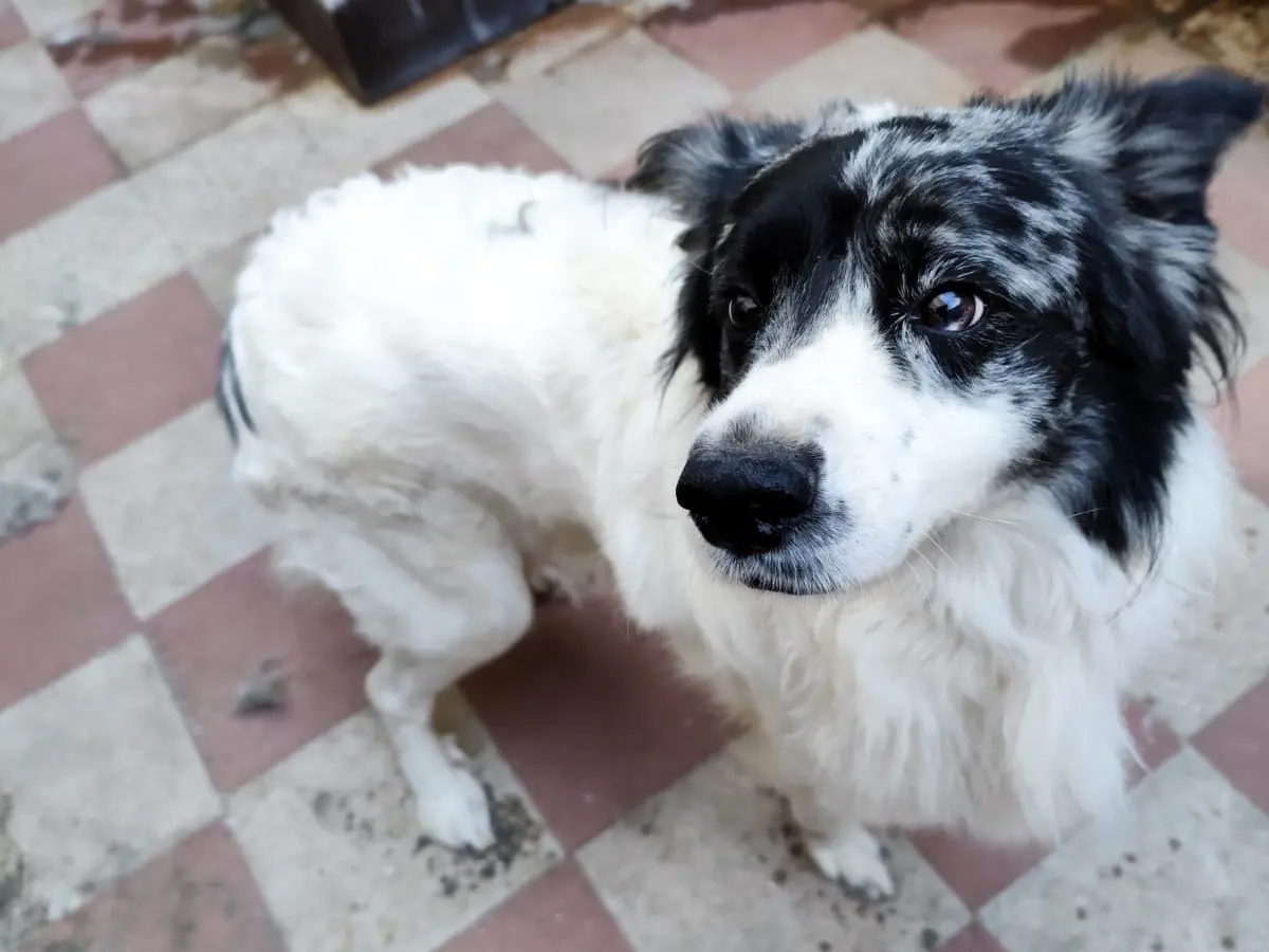 Adotta un cane, maschio, 3 anni, Bari