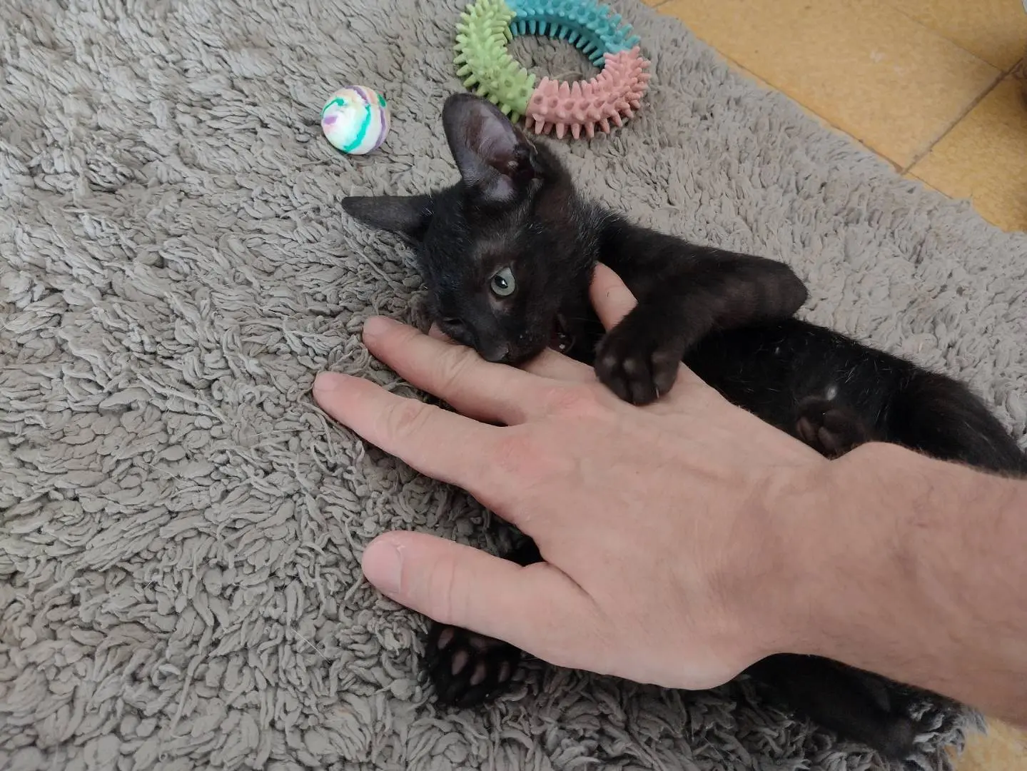 Adotta il gatto Sofì a Catania
