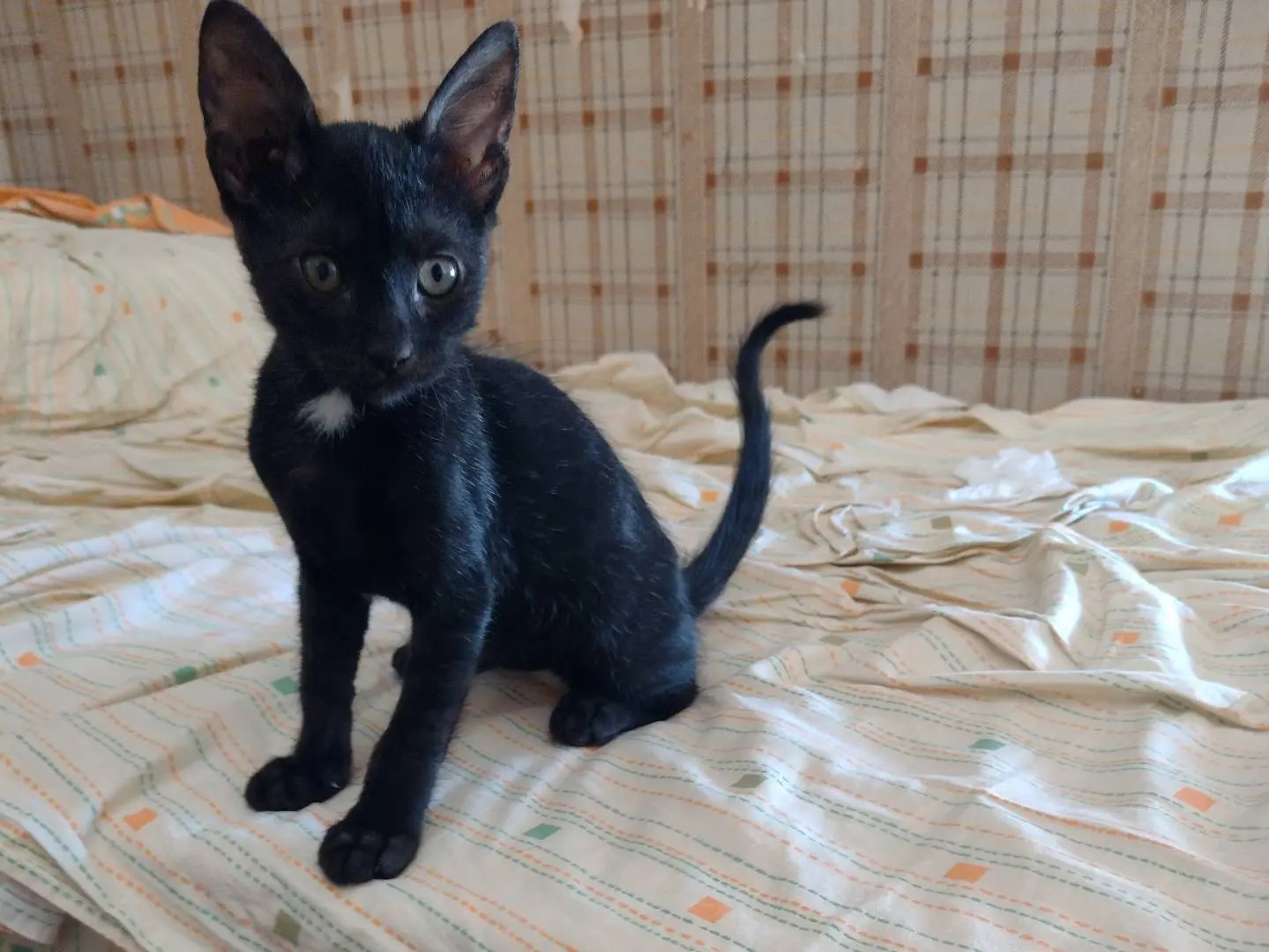 Adozione gatto, femmina, Razza sconosciuta Razza sconosciuta, 2 mesi, taglia non valida, Catania
