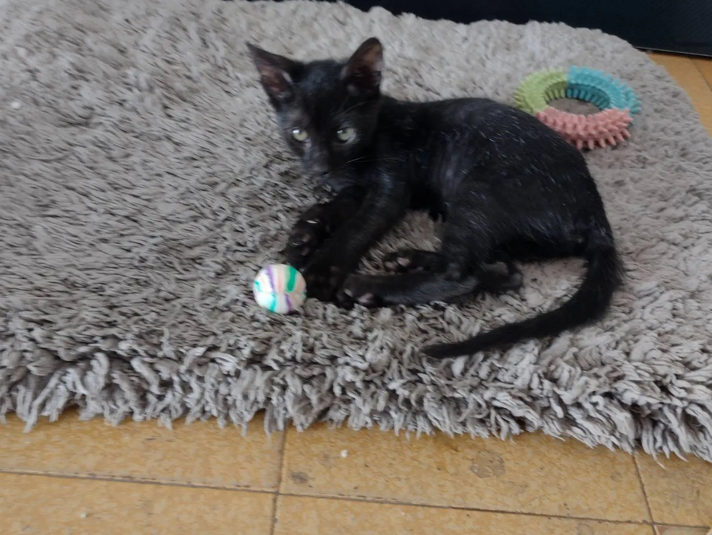 Adotta un gatto, taglia non valida, femmina, Catania