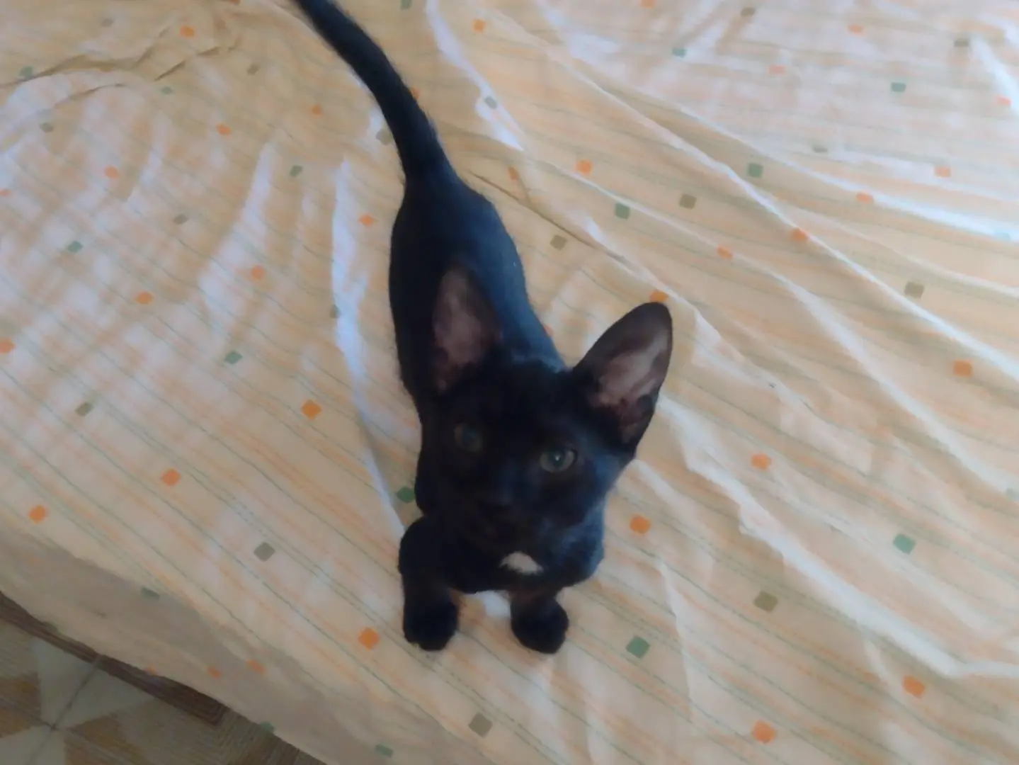 Adotta un gatto, femmina, 2 mesi, Catania