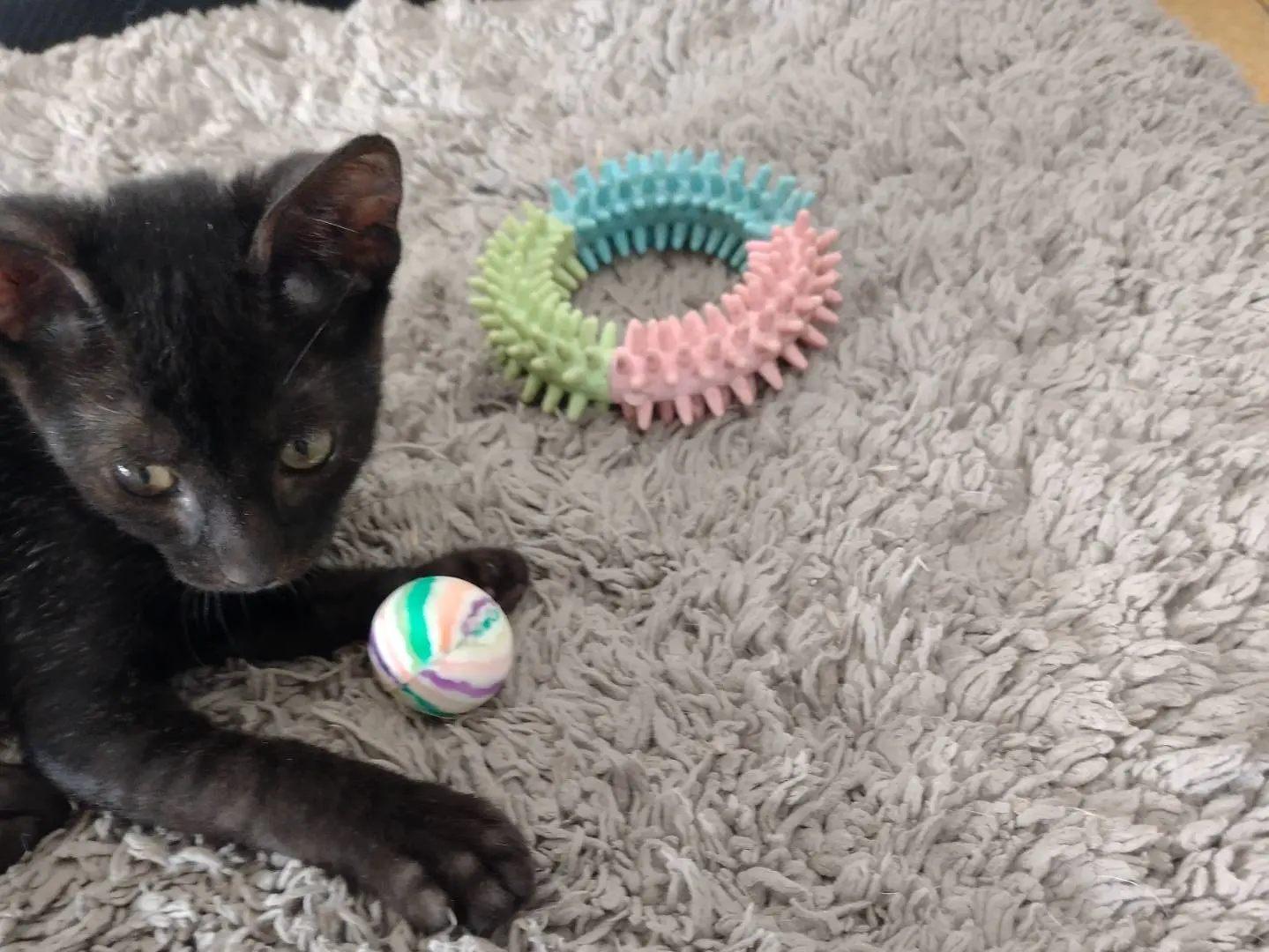 Vuoi adottare un gatto a Catania?
