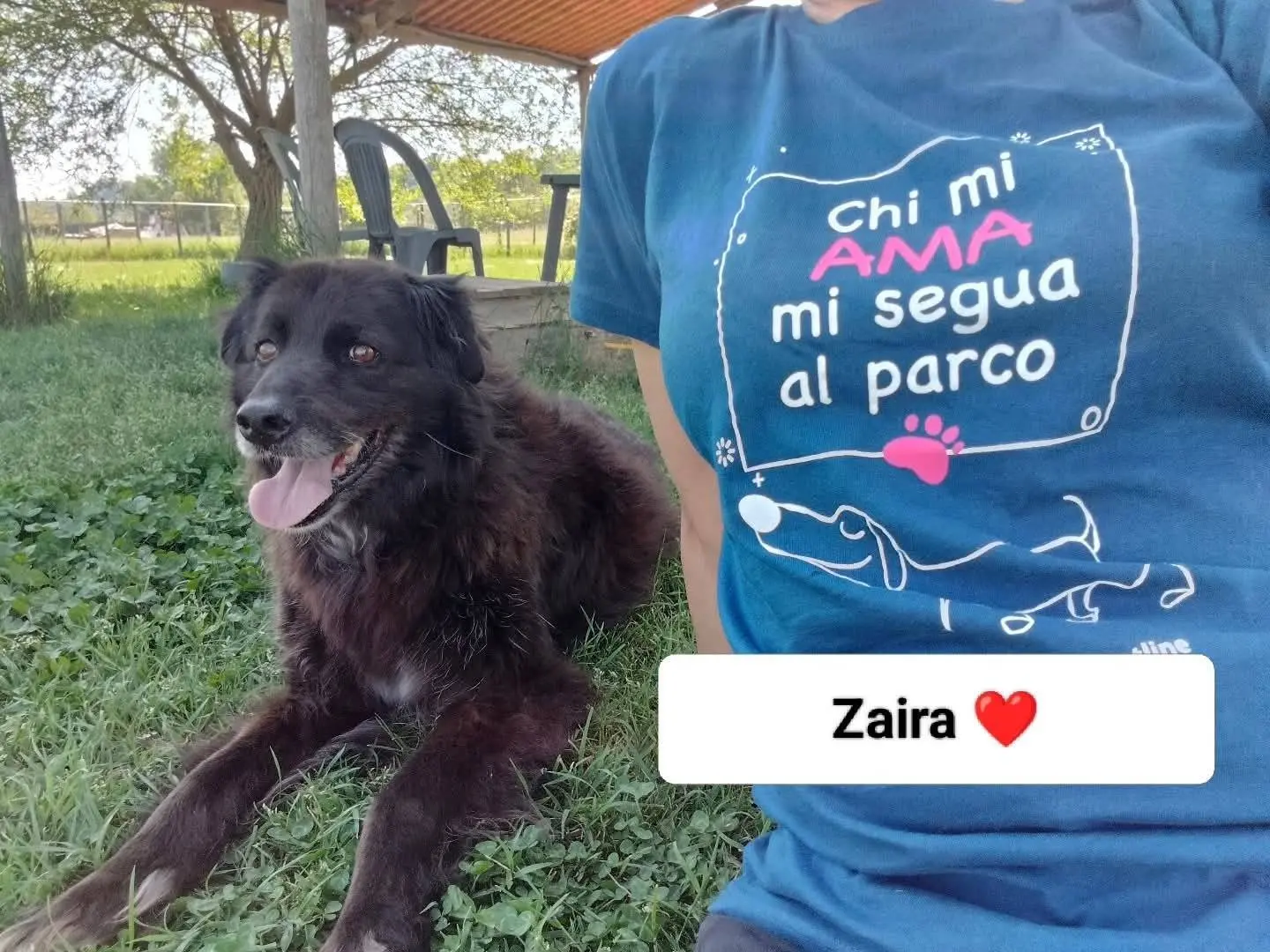 Adotta un cane, taglia media, femmina, Roma