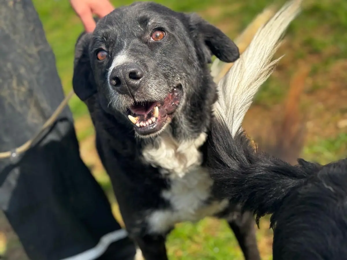 Adozione cane, maschio, Razza sconosciuta Razza sconosciuta, 8 anni e 11 mesi, taglia grande, Frosinone
