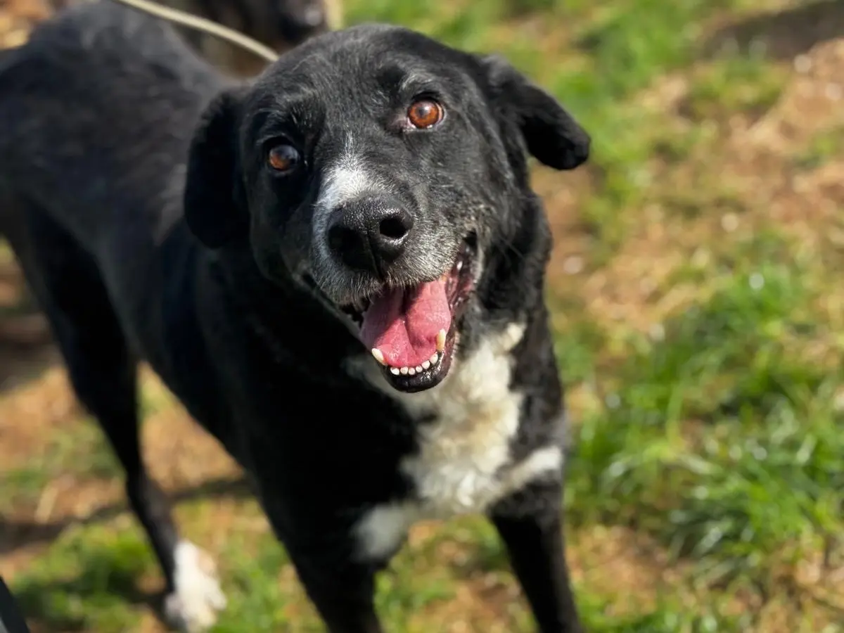 Adotta un cane, taglia grande, maschio, Frosinone