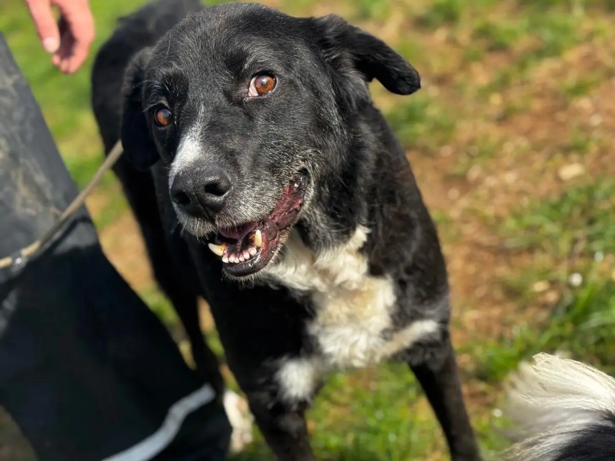 Adotta un cane, maschio, 8 anni e 11 mesi, Frosinone
