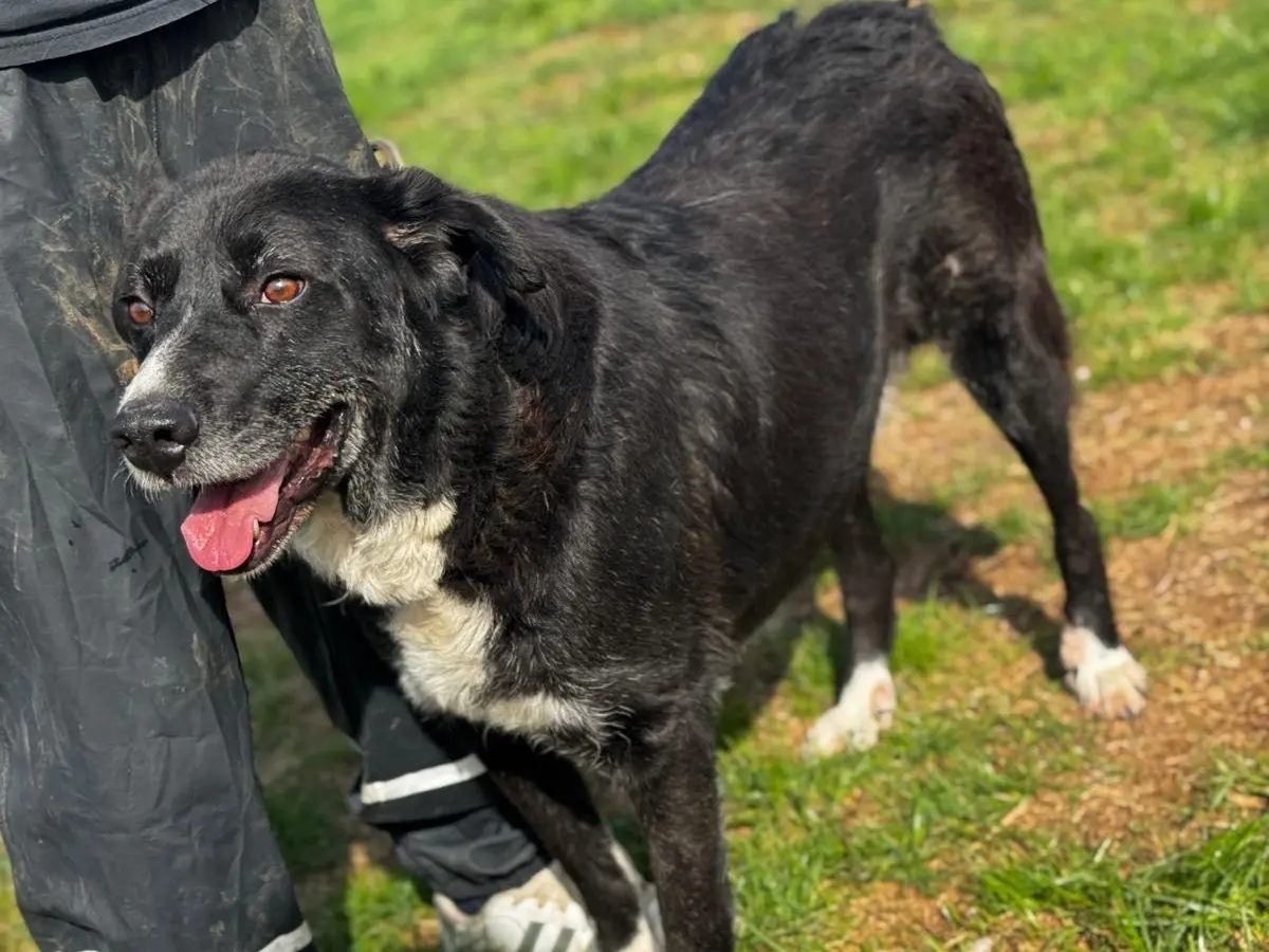 Vuoi adottare un cane a Frosinone?