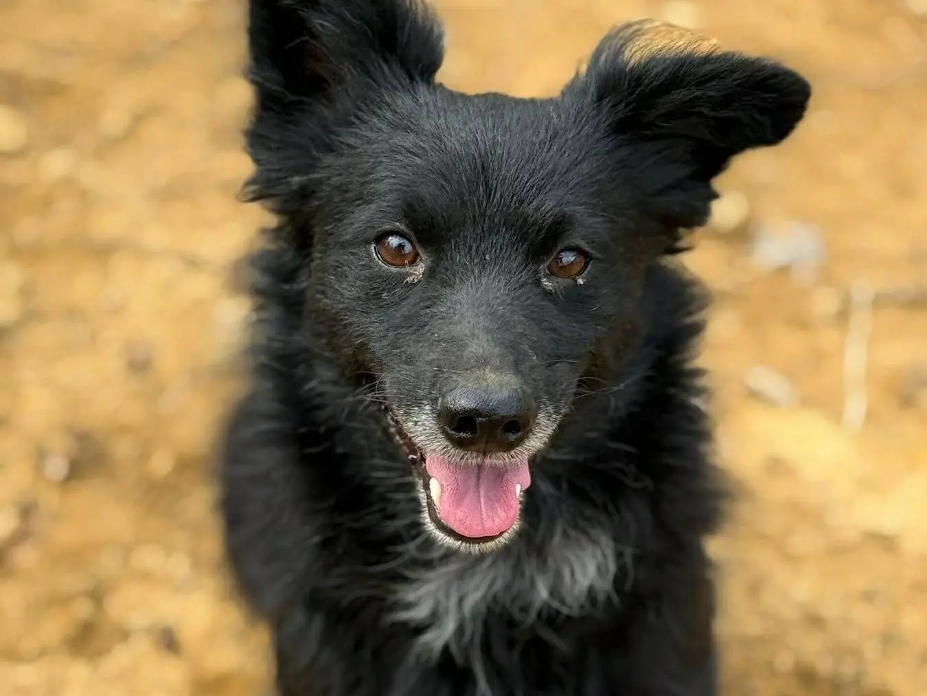 Adotta un cane, maschio, 1 anno e 8 mesi, Firenze