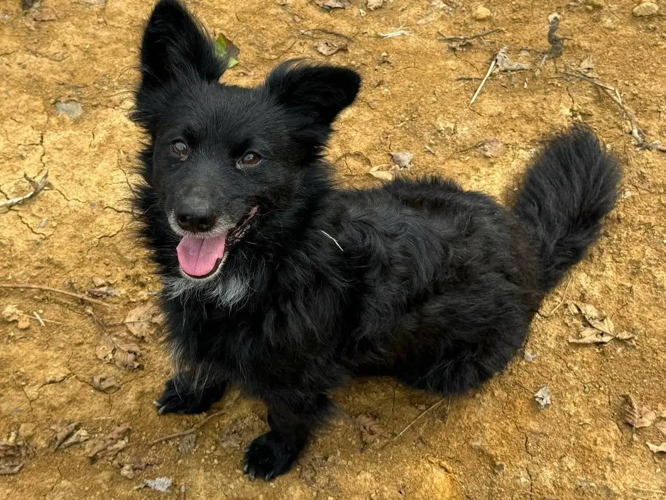 Adotta il cane WOLLY a Firenze