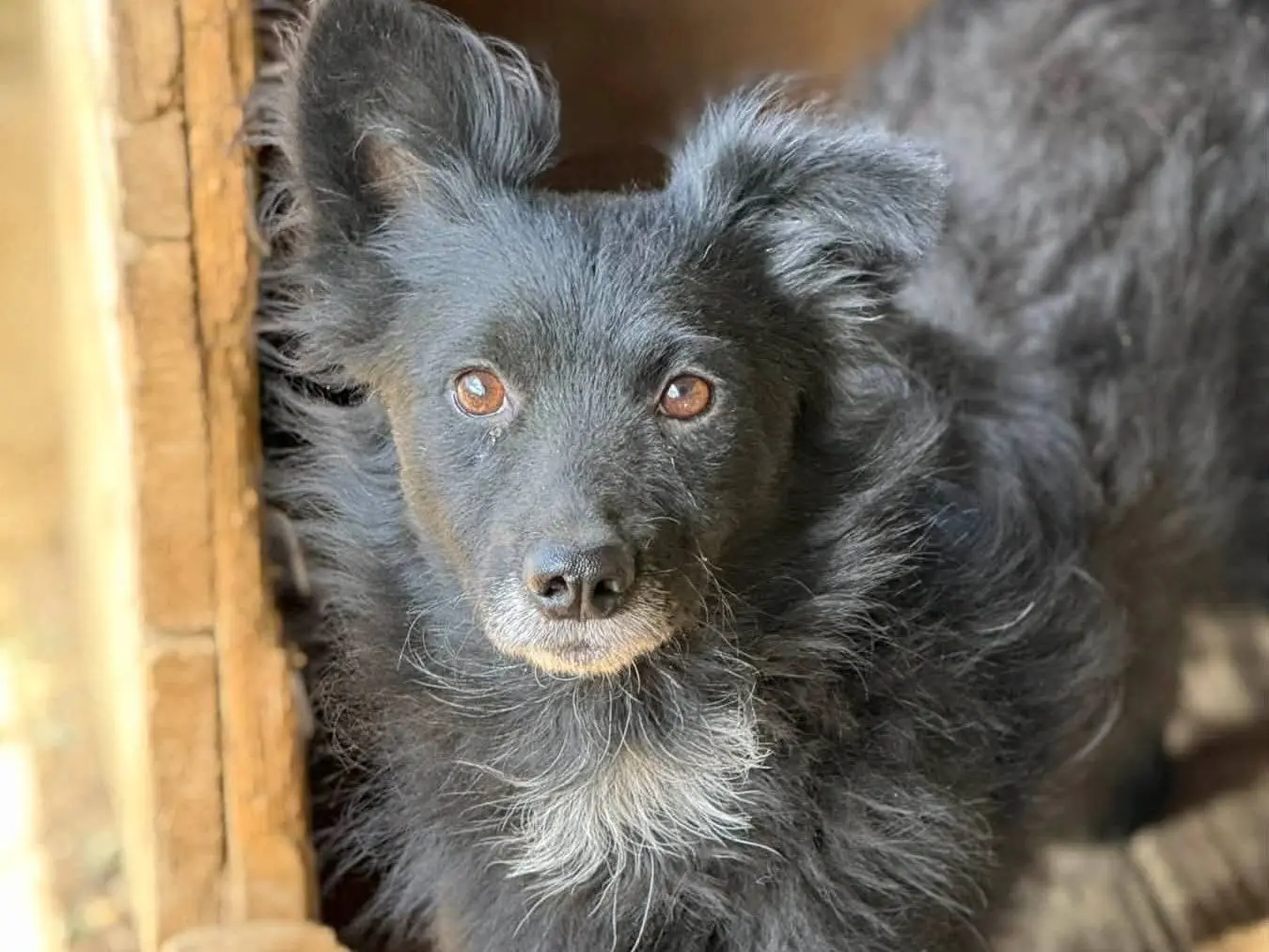 Adotta un cane, taglia piccola, maschio, Firenze