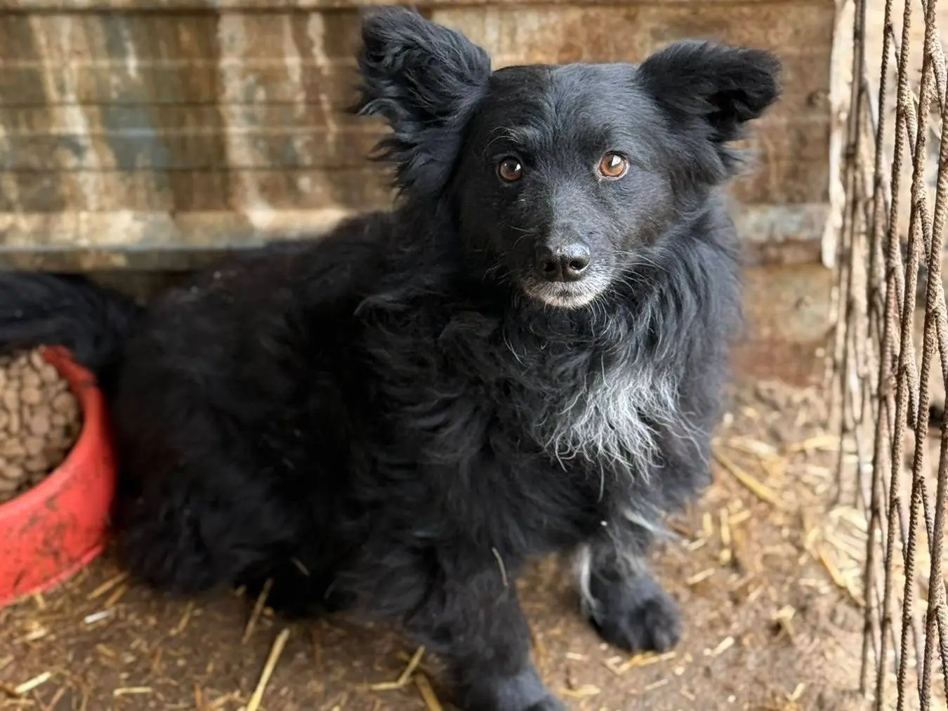 Adozione cane, maschio, Razza sconosciuta Razza sconosciuta, 1 anno e 8 mesi, taglia piccola, Firenze