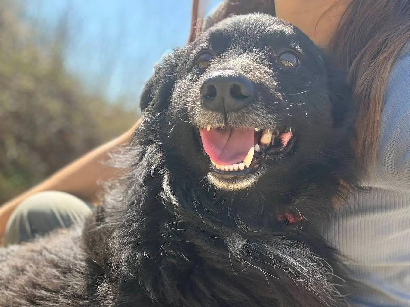 Vuoi adottare un cane a Firenze?