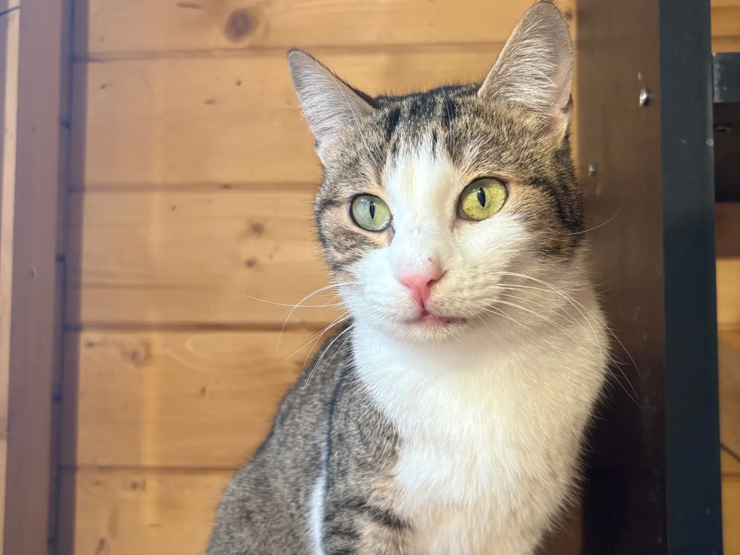 Adozione gatto, femmina, Razza sconosciuta Razza sconosciuta, 4 anni e 1 mese, taglia non valida, Livorno