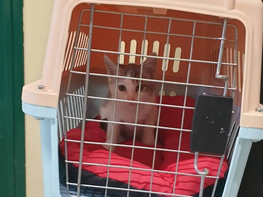 Adozione gatto, maschio, Razza sconosciuta Razza sconosciuta, 2 mesi, taglia non valida, Ravenna