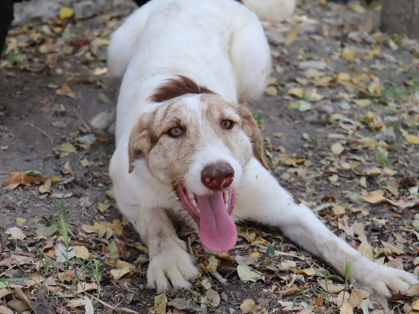 Vuoi adottare un cane a Sud?
