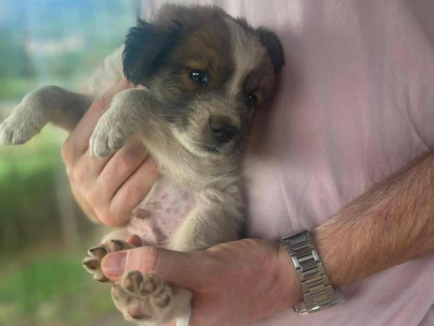 Adozione cane, maschio, Razza sconosciuta Razza sconosciuta, 3 mesi, taglia media, Frosinone