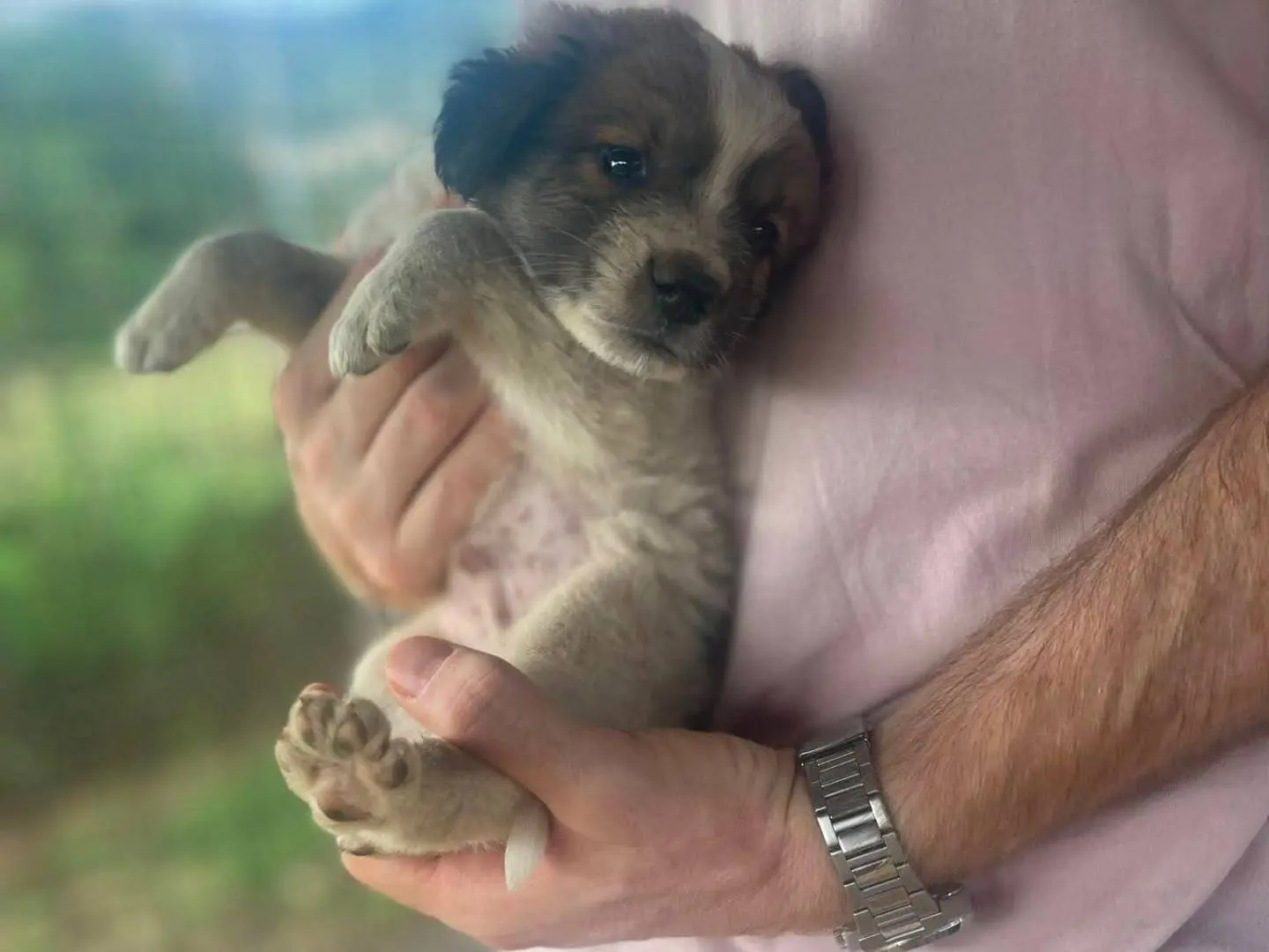 Adotta un cane, maschio, 3 mesi, Frosinone