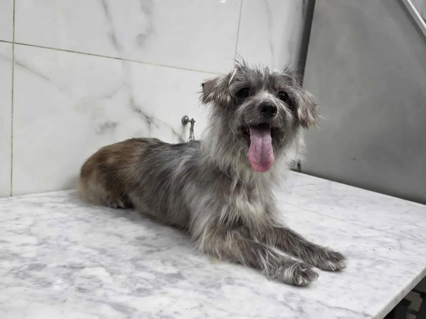 Adozione cane, femmina, Razza sconosciuta Razza sconosciuta, 4 anni e 1 mese, taglia piccola, Catania