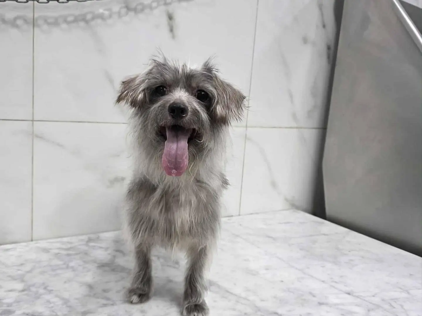 Adotta un cane, taglia piccola, femmina, Catania
