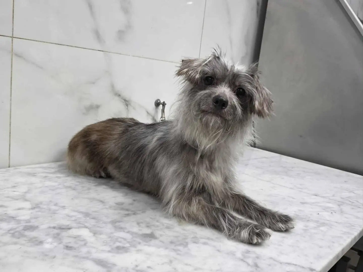 Adotta un cane, femmina, 4 anni e 1 mese, Catania