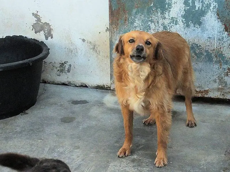 Foto 3 dell'animale
