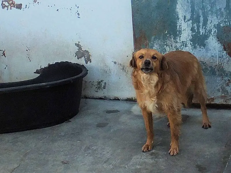 Adotta un cane, femmina, 4 anni e 8 mesi, Frosinone