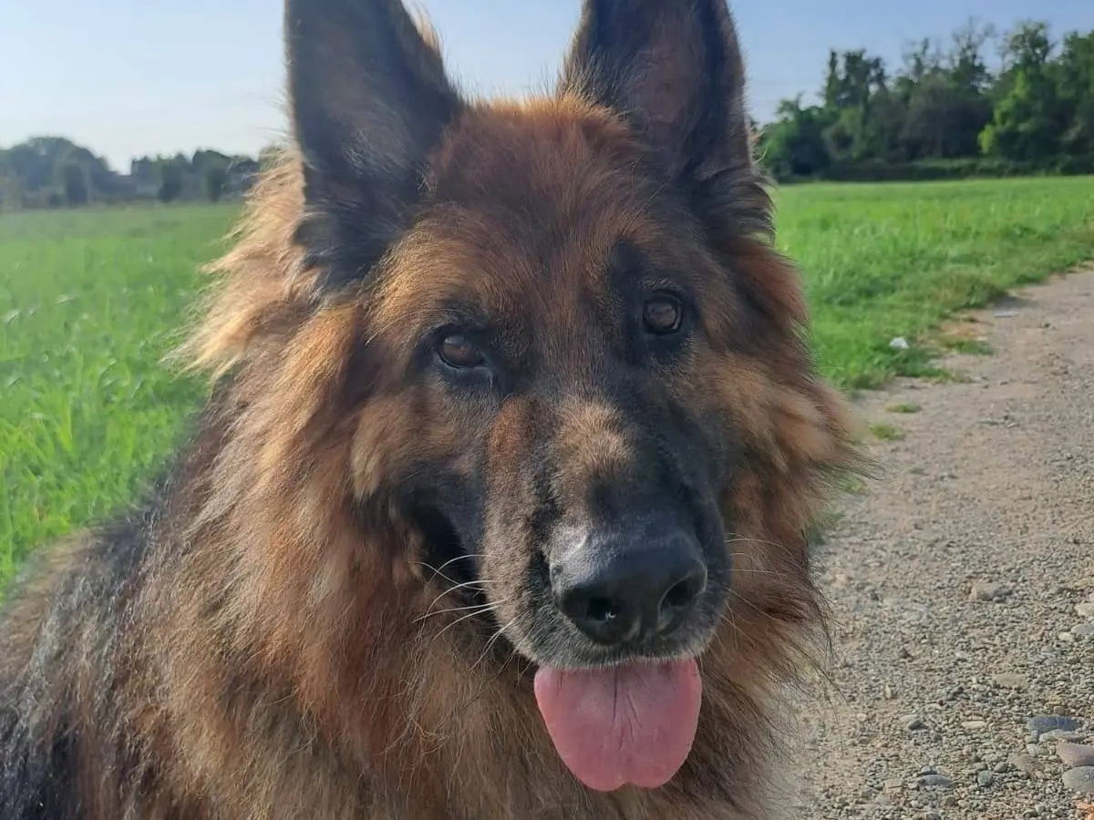 Vuoi adottare un cane a Lecco?