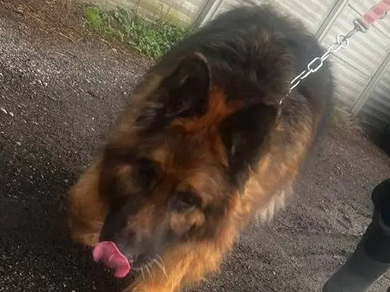 Adotta un cane, taglia gigante, maschio, Lecco