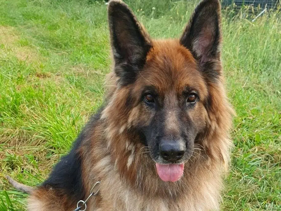 Adozione cane, maschio, Razza sconosciuta Razza sconosciuta, 11 anni e 6 mesi, taglia gigante, Lecco