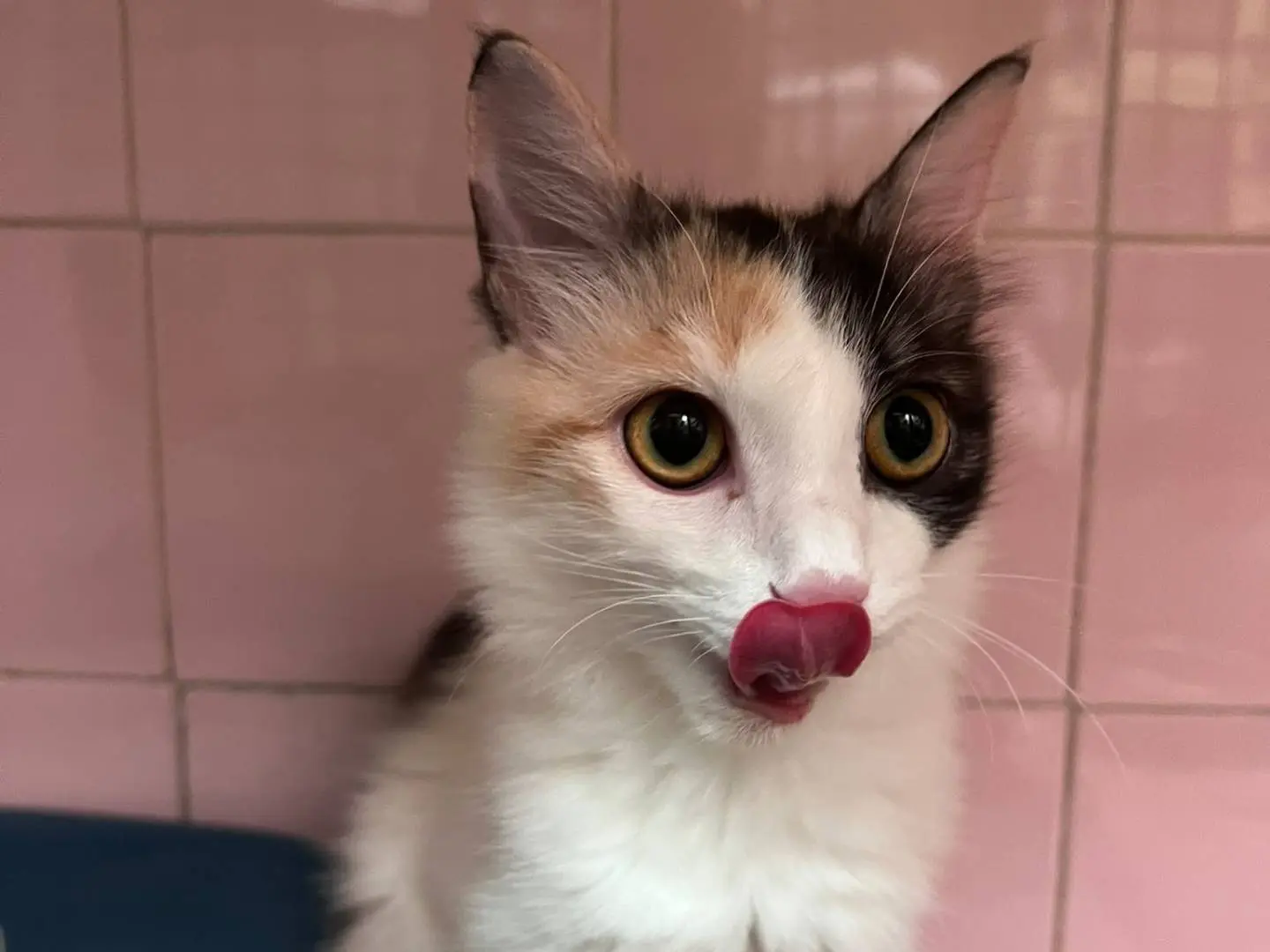 Adozione gatto, femmina, Razza sconosciuta Razza sconosciuta, 6 mesi, taglia non valida, Milano