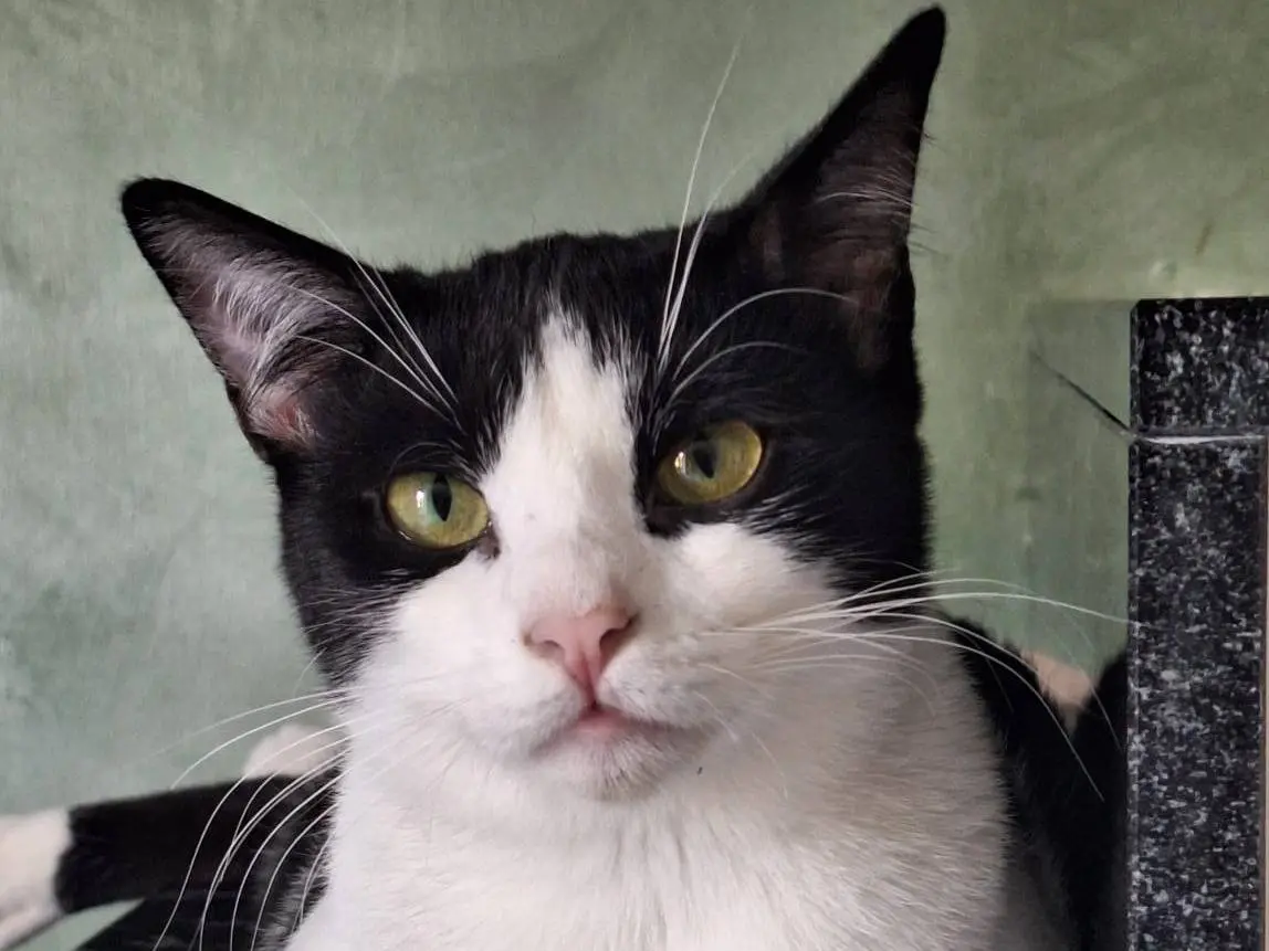 Adozione gatto, femmina, Razza sconosciuta Razza sconosciuta, 1 anno, taglia non valida, Bologna