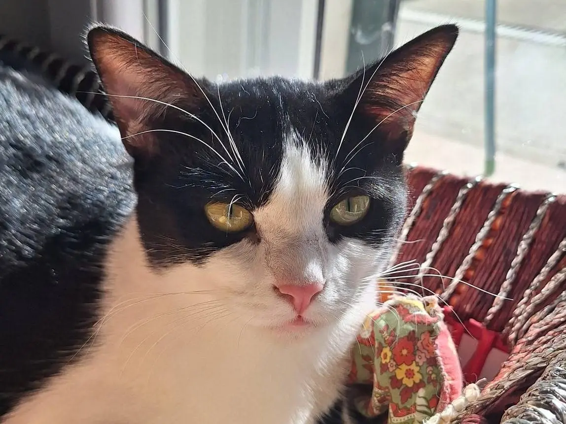 Adotta un gatto, femmina, 1 anno, Bologna