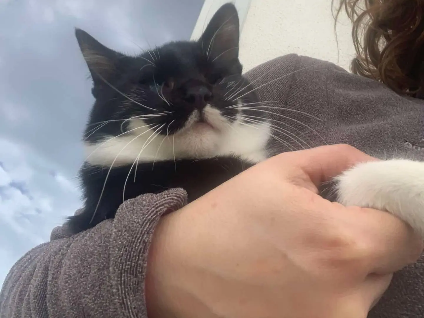 Adotta un gatto, femmina, 1 anno e 3 mesi, Messina