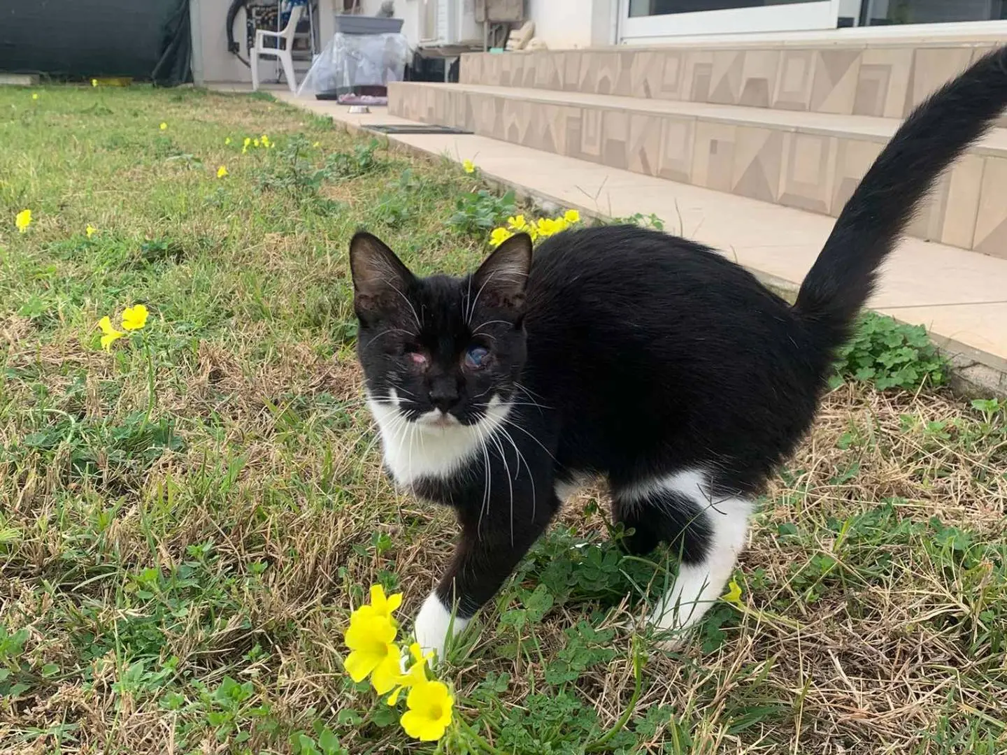 Adotta un gatto, taglia non valida, femmina, Messina
